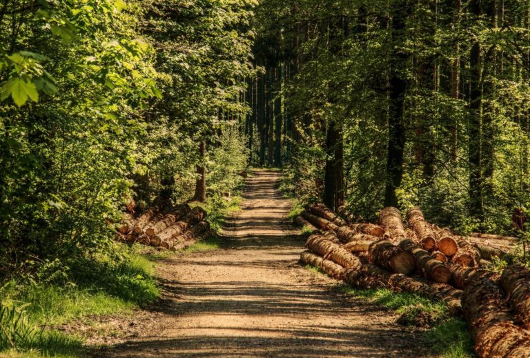 Zertifizierung der Lippischen Wälder nach den FSC-Kriterien im Rahmen seiner Biodiversitätsstrategie