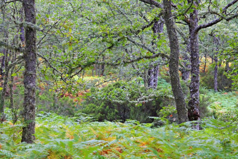 Grüne entsetzt über die Pläne des neuen Verbandvorstehers – Lippische Wälder mit alten Eichen gilt es zu erhalten